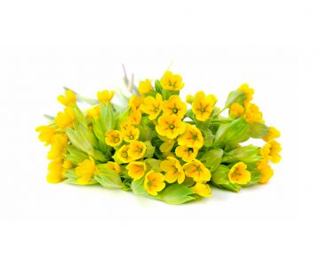 Primula-Extract-3
