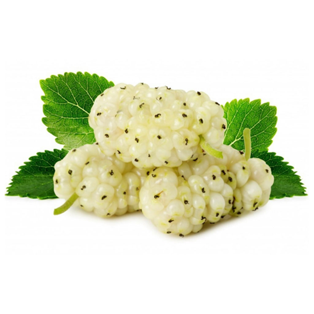 Mulberry Leaf Extract also known as White Mulberry / Morus alba L.